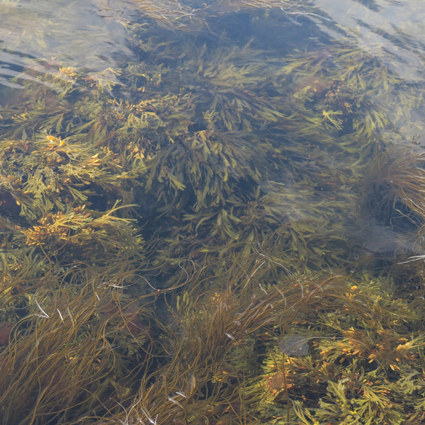 Endangered designs for the Baltic ocean