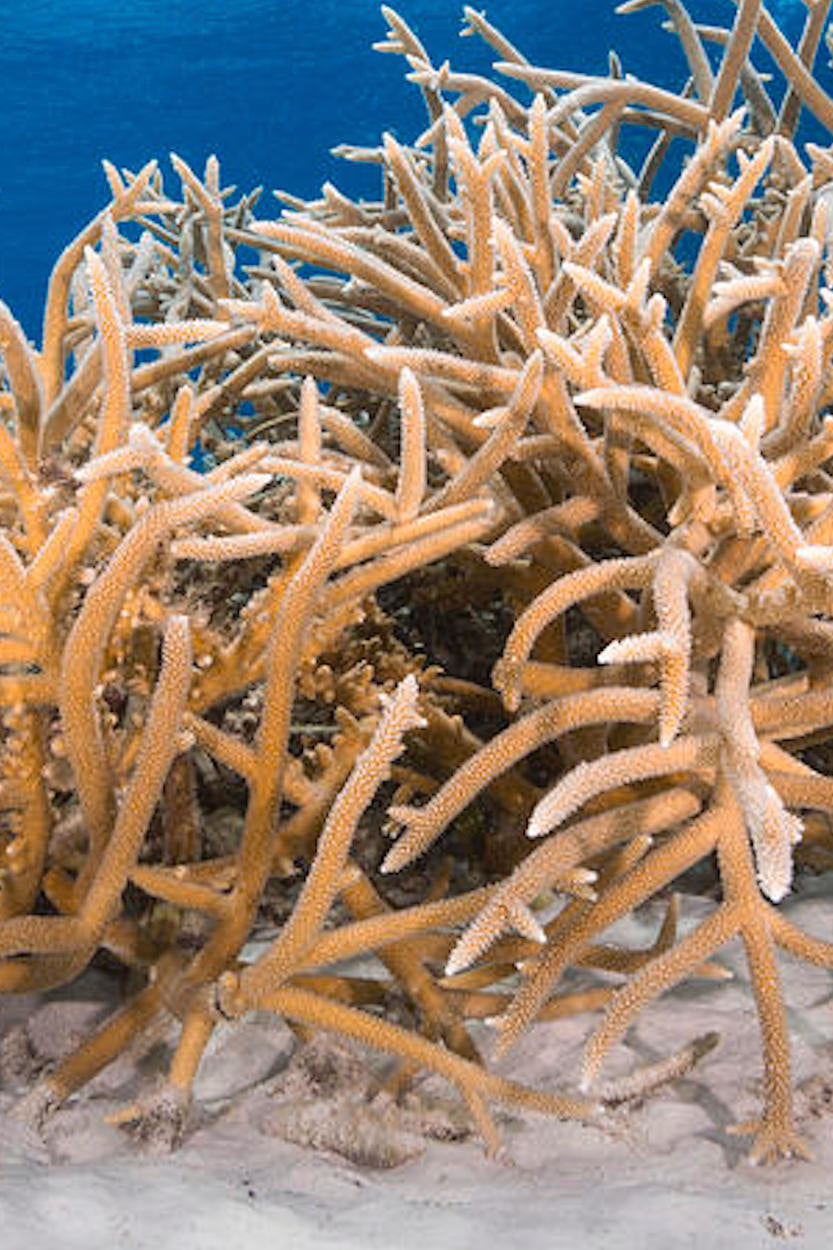 Staghorn coral: Critically Endangered — Endangered Jewelry