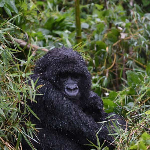 In the footsteps of Dian Fossey