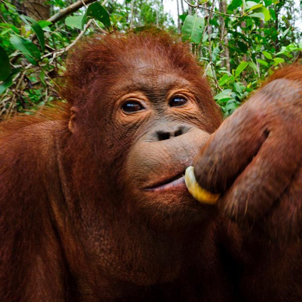 Borneo orangutan: Critically Endangered